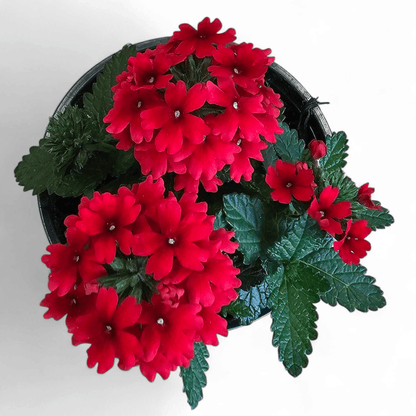 Verbena