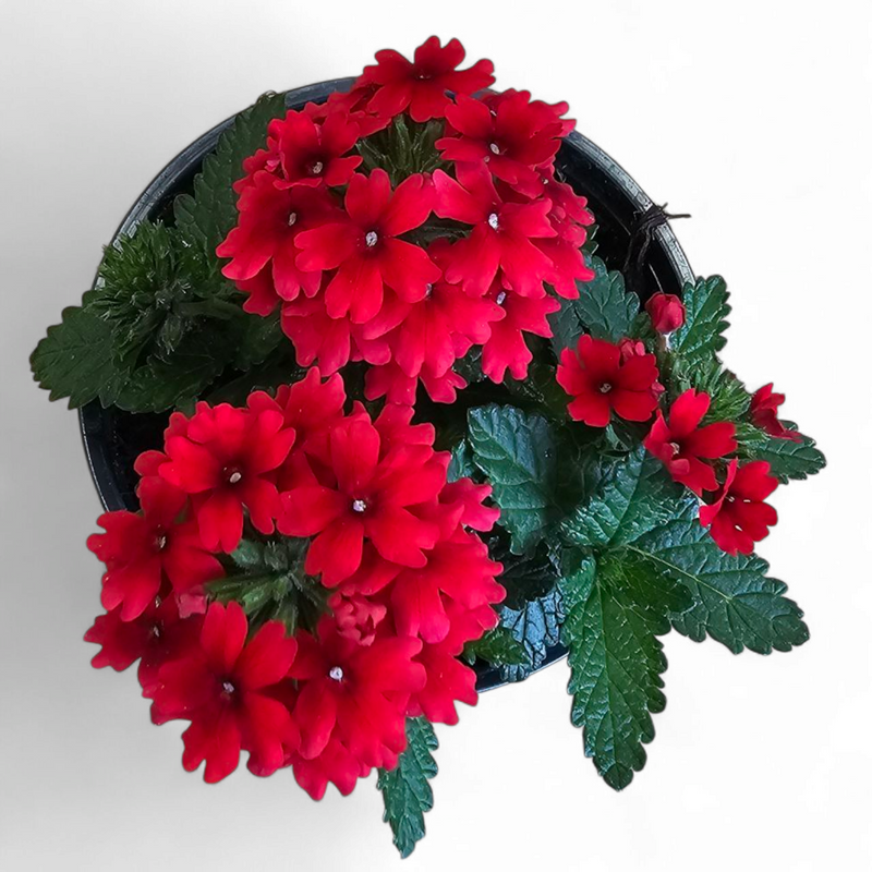 Verbena