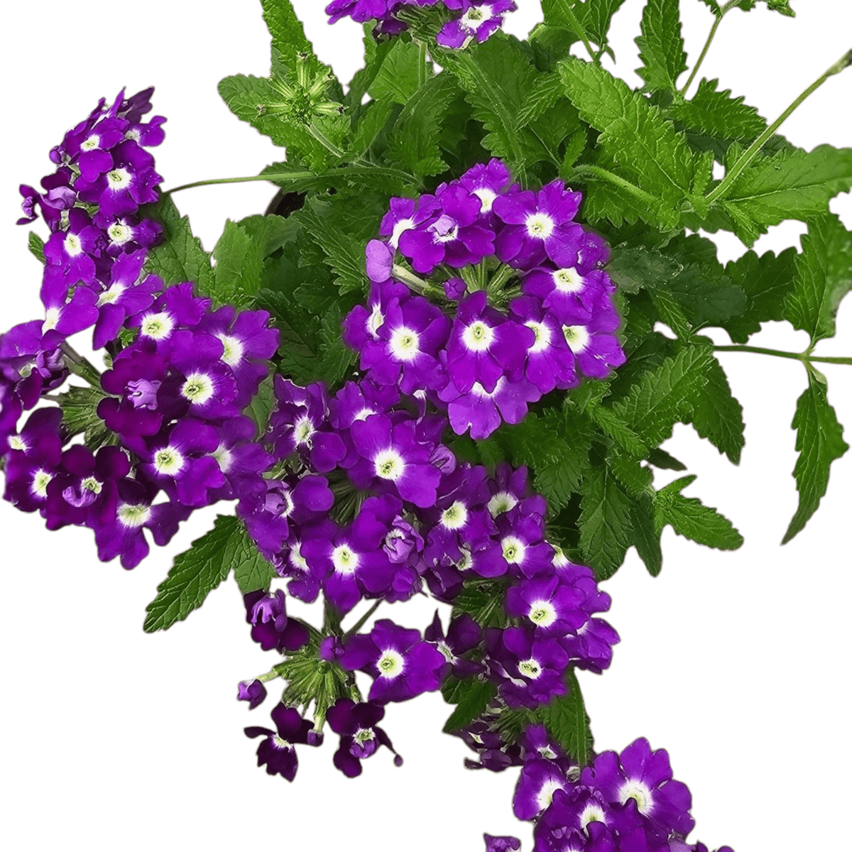 Verbena