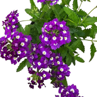 Verbena
