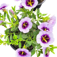 Calibrachoa superbells, Milijon zvončkov