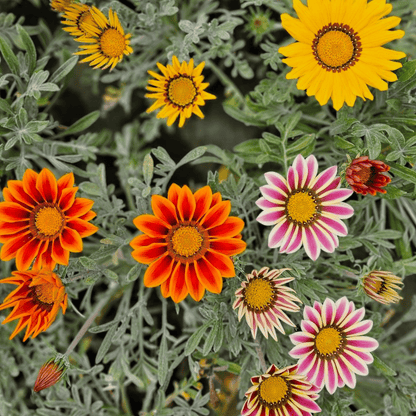 Gazania x rigens, gazanija