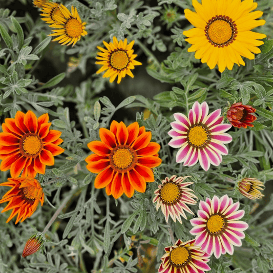 Gazania x rigens, gazanija