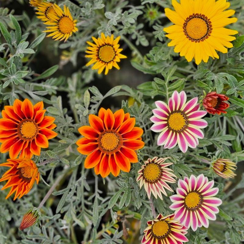 Gazania x rigens, gazanija