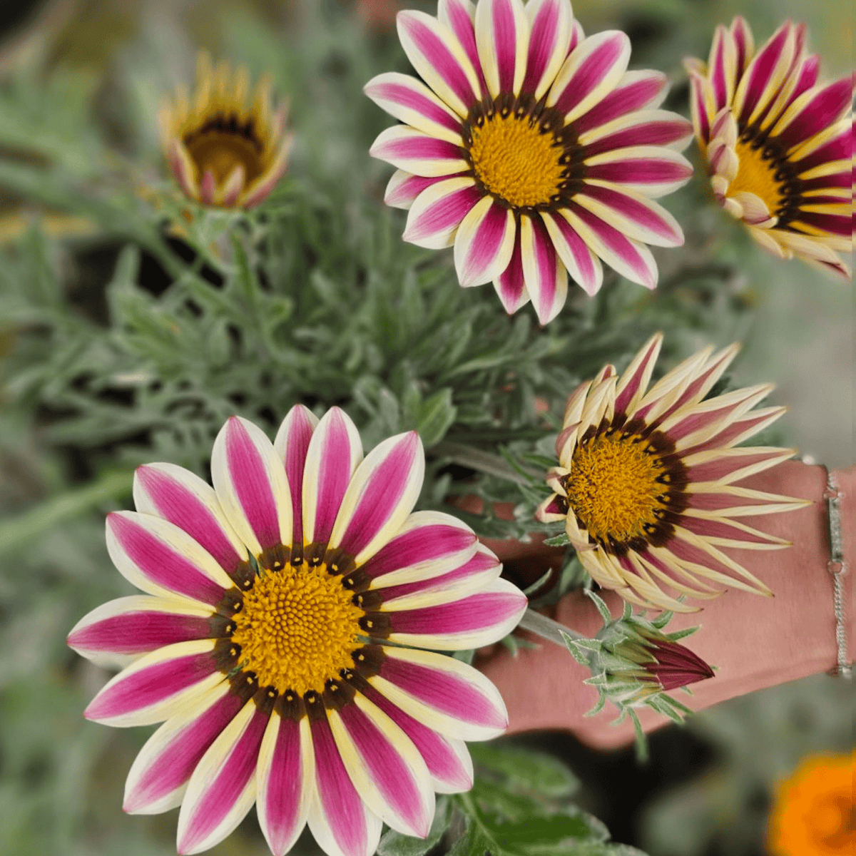 Gazania x rigens, gazanija