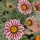 Gazania x rigens, gazanija