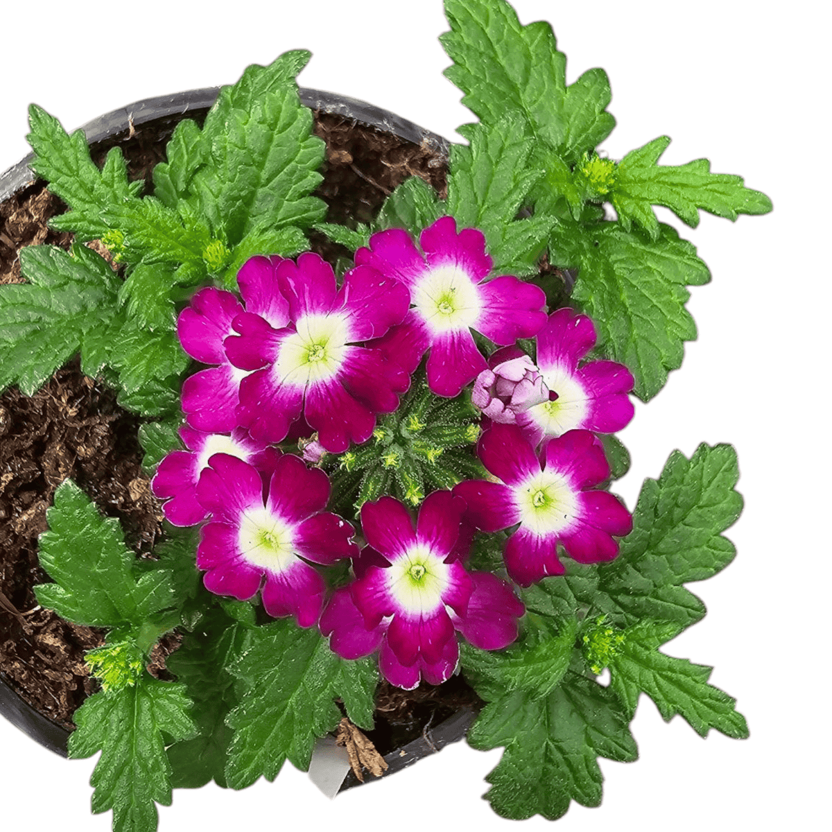 Verbena