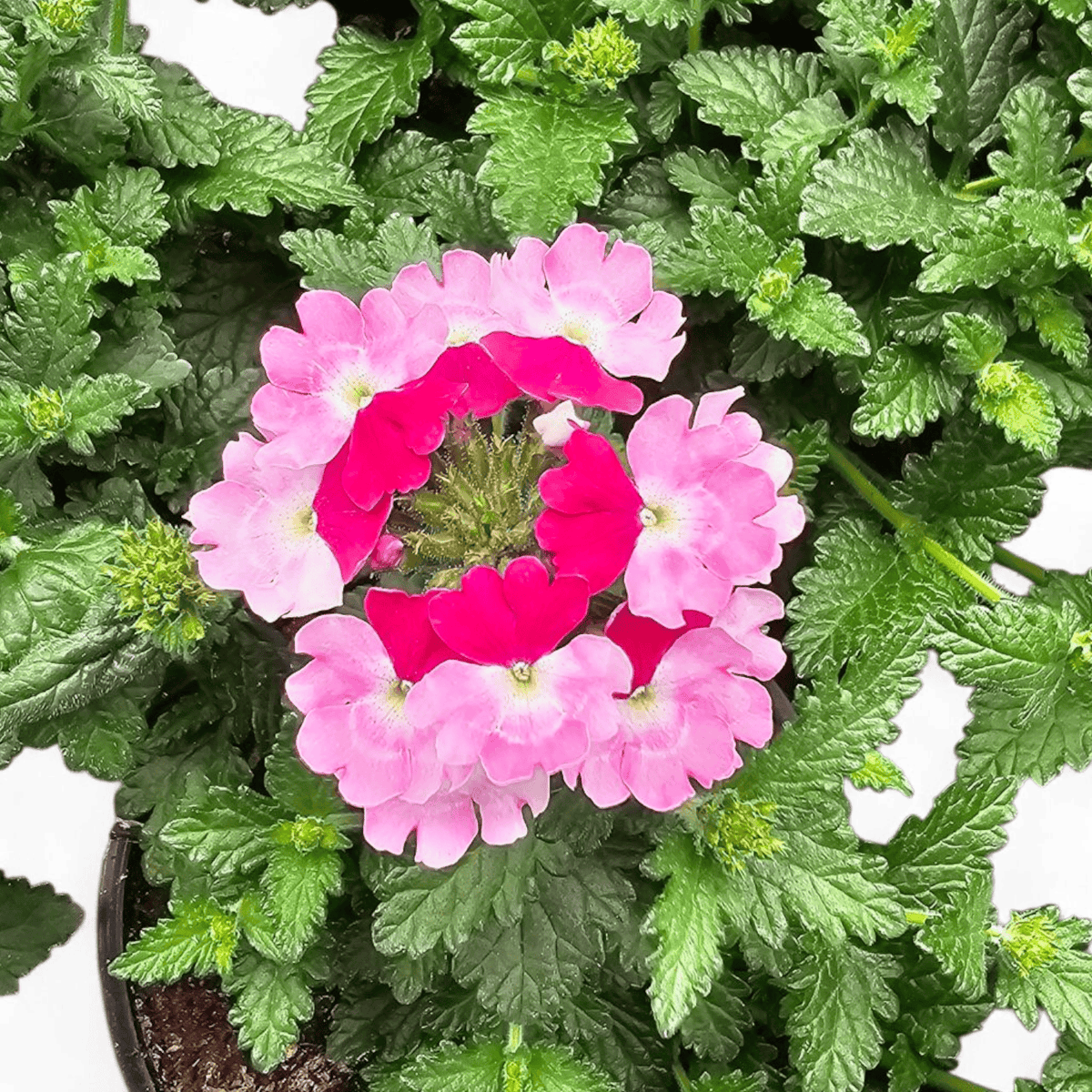 Verbena