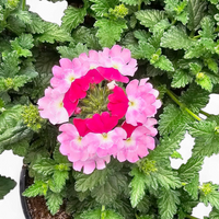 Verbena