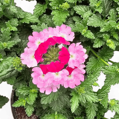 Verbena
