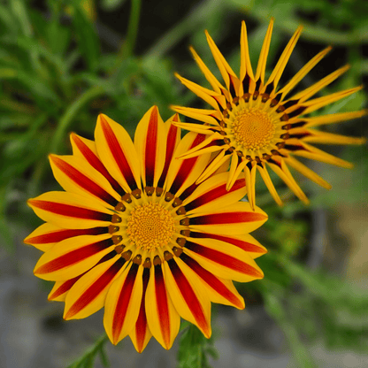Gazania x rigens, gazanija