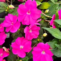 Impatiens New guinea, novogvinejska vodenka