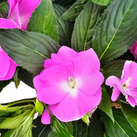 Impatiens New guinea, novogvinejska vodenka