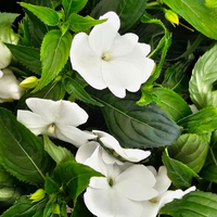 Impatiens New guinea, novogvinejska vodenka