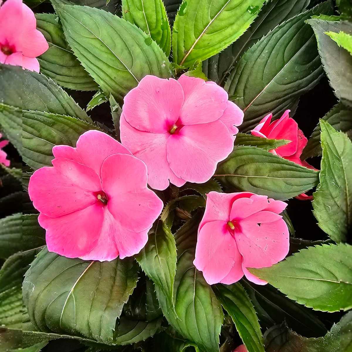 Impatiens New guinea, novogvinejska vodenka