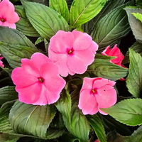 Impatiens New guinea, novogvinejska vodenka