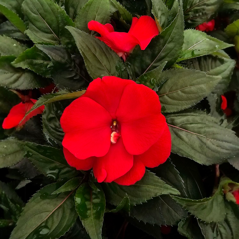 Impatiens New guinea, novogvinejska vodenka