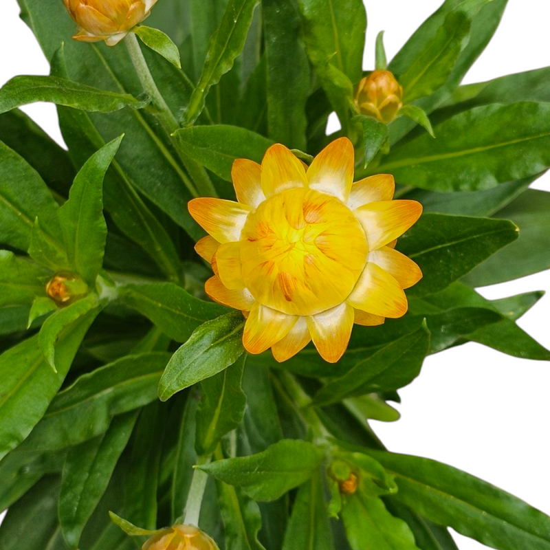 Bracteantha, suha roža