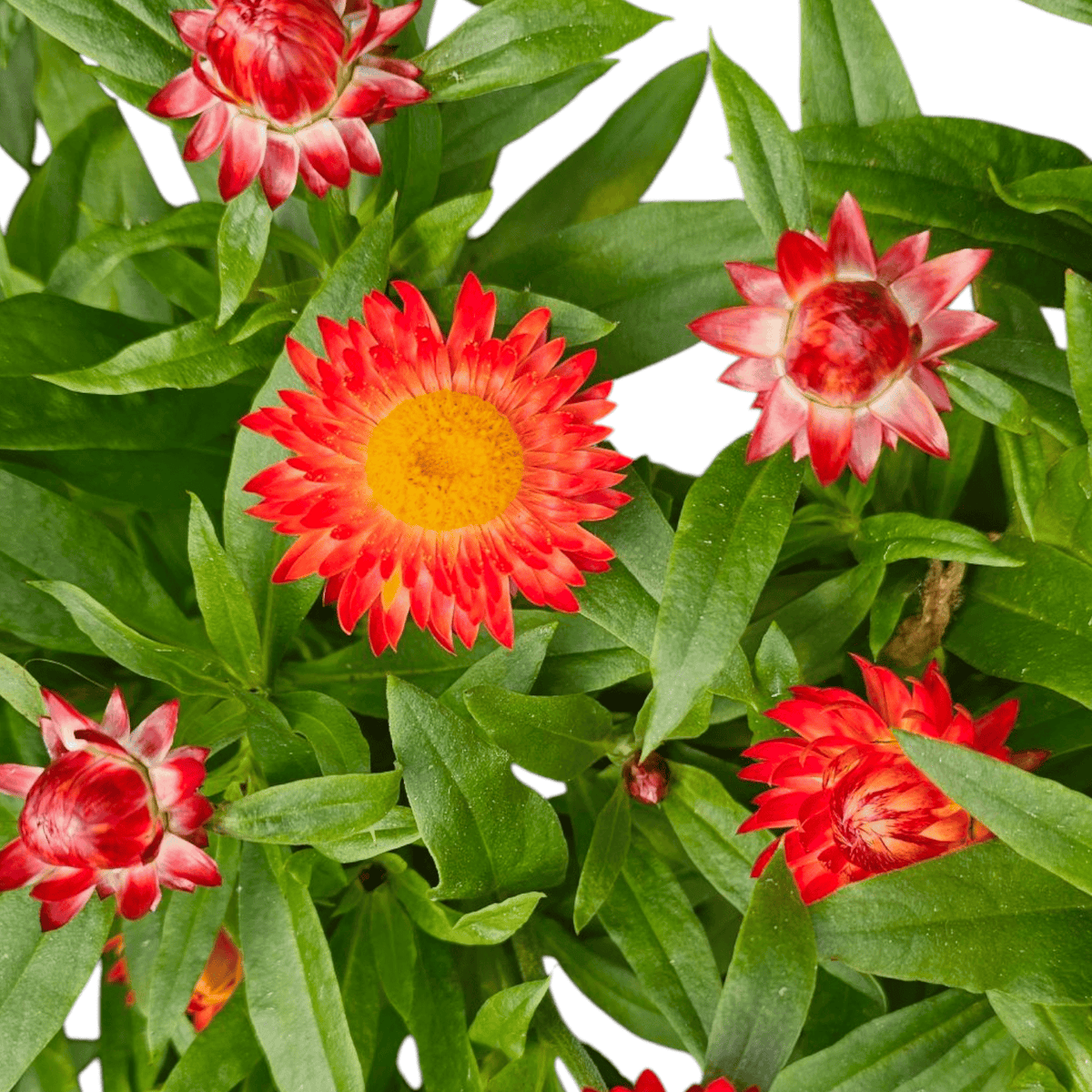 Bracteantha, suha roža