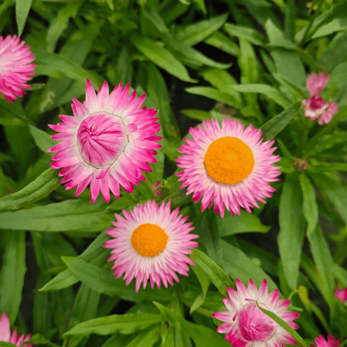 Bracteantha, suha roža