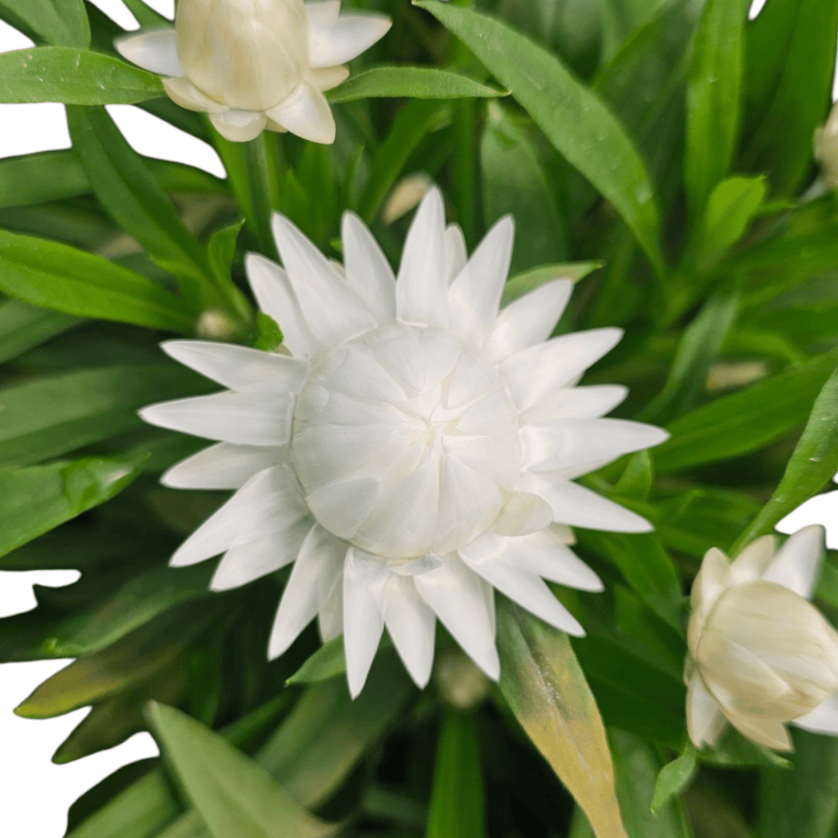 Bracteantha, suha roža