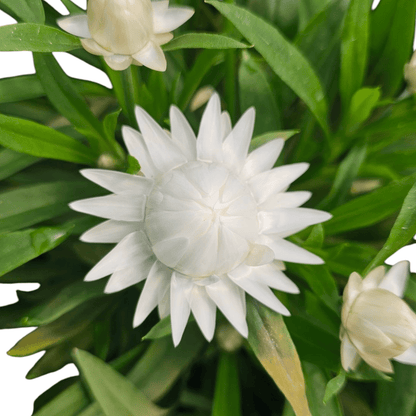 Bracteantha, suha roža
