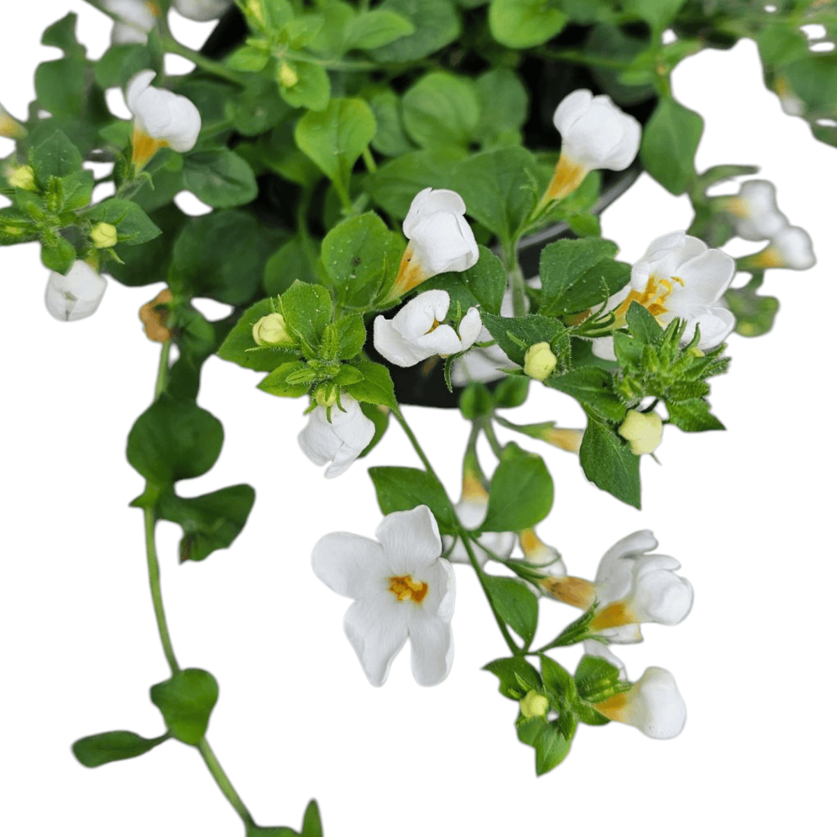 Sutera bacopa, sutera