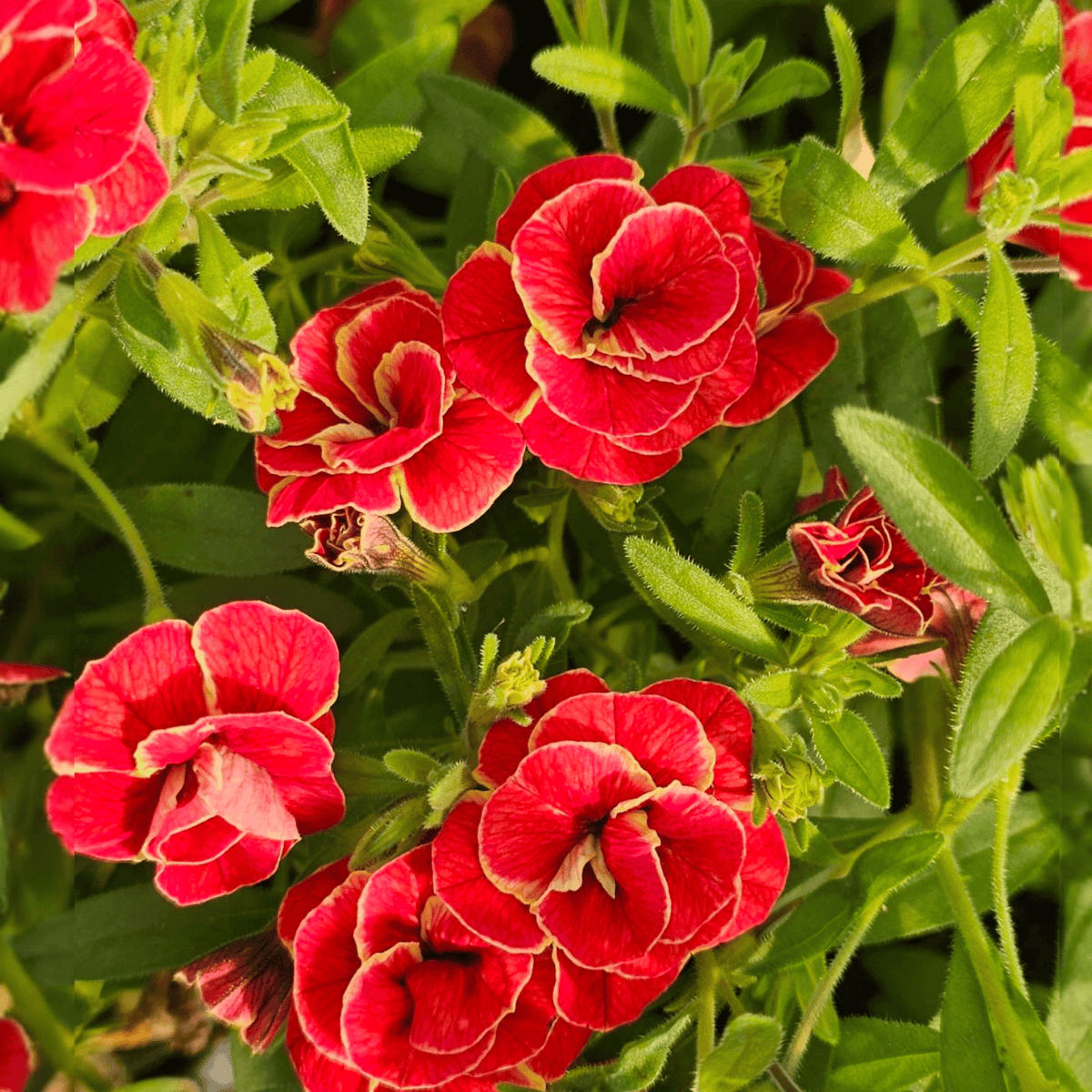 Calibrachoa superbells, Milijon zvončkov