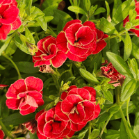 Calibrachoa superbells, Milijon zvončkov