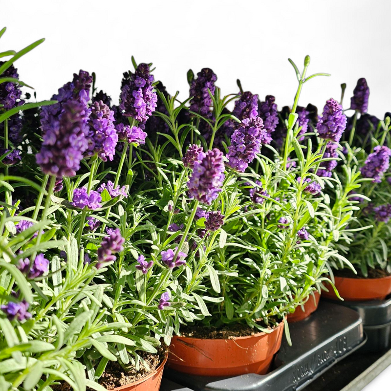 Dišavnica Lavandula Angustifolia, Hidcote, vijolična sivka