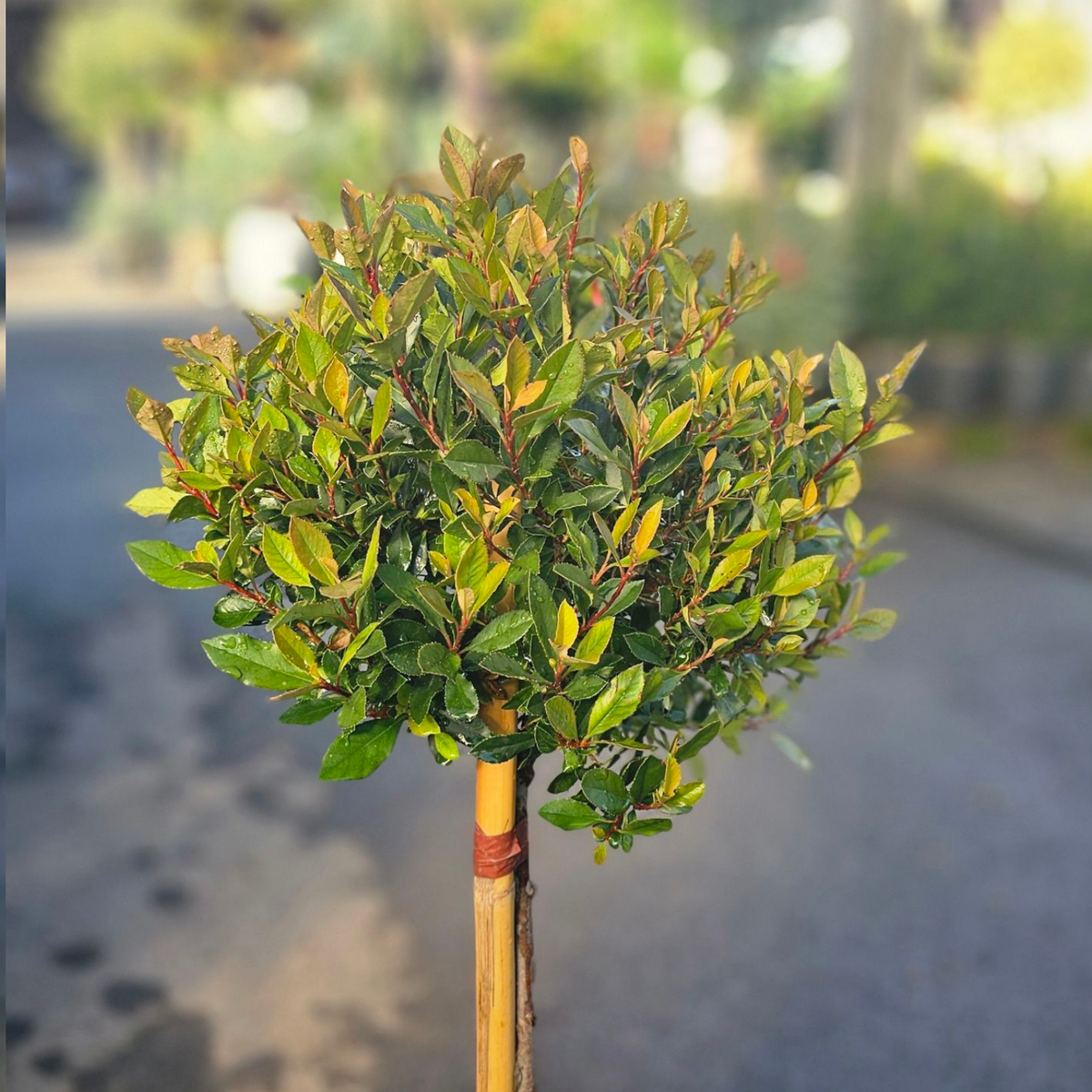 Photinia Fraseri Carre Rouge