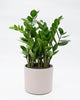 Zamioculcas, Zamia