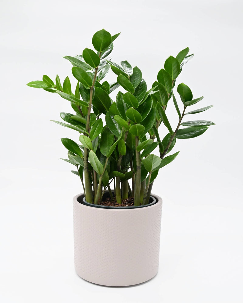 Zamioculcas, Zamia
