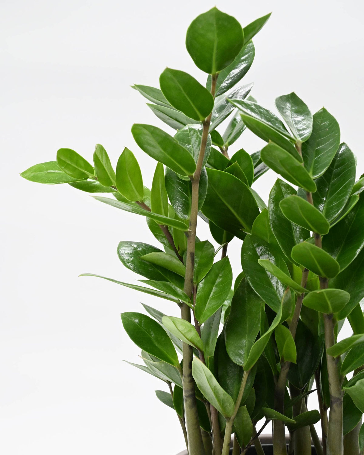 Zamioculcas, Zamia