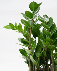 Zamioculcas, Zamia