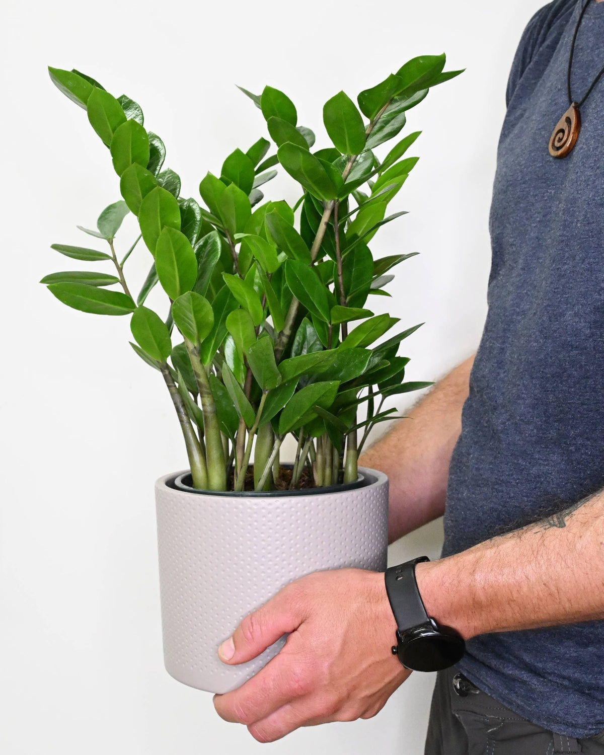 Zamioculcas, Zamia
