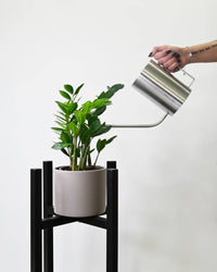 Zamioculcas, Zamia