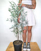 Eucalyptus gunnii Azura, Evkalipt