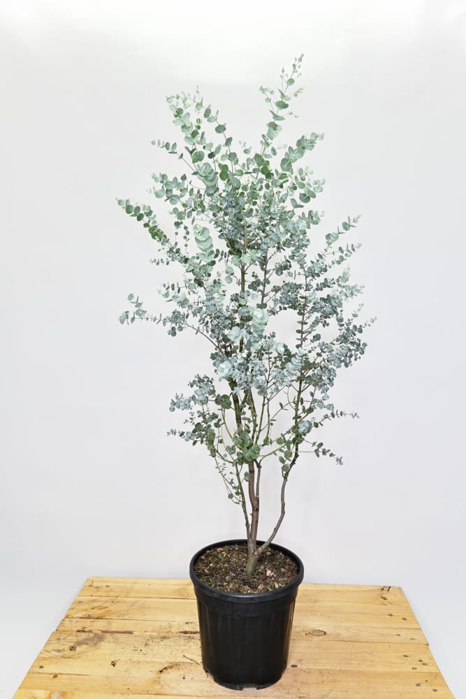Eucalyptus gunnii Azura, Evkalipt