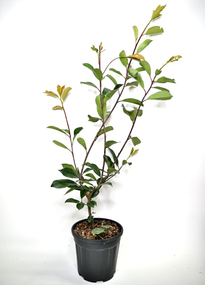 Photinia Red Robin