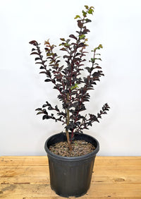 Lagerstroemia, lagerstremija Crimson Res