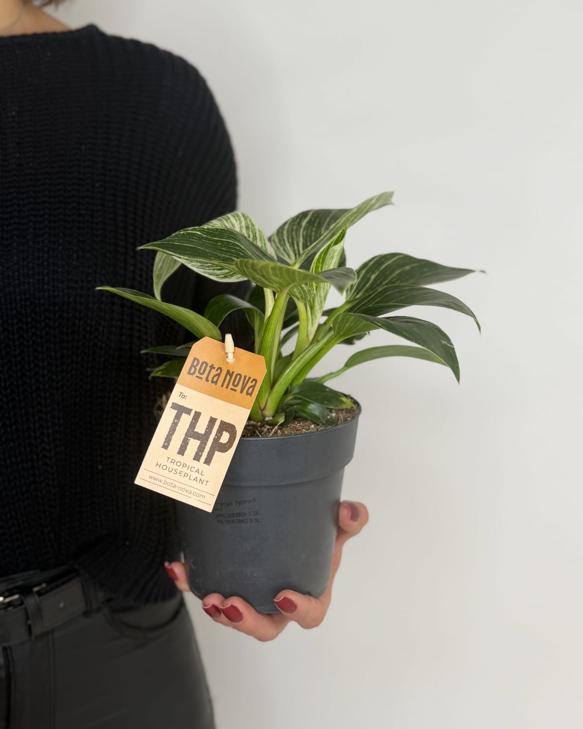 Philodendron White wave