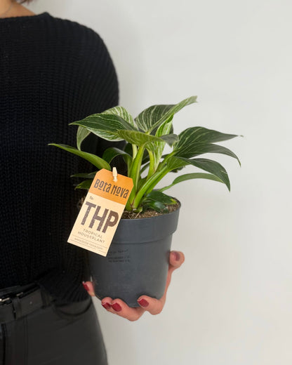 Philodendron White wave