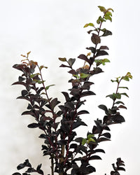 Lagerstroemia, lagerstremija Crimson Res