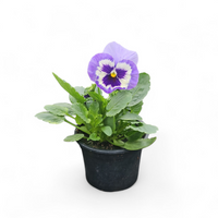 Viola wittrockiana, Velikocvetna mačeha