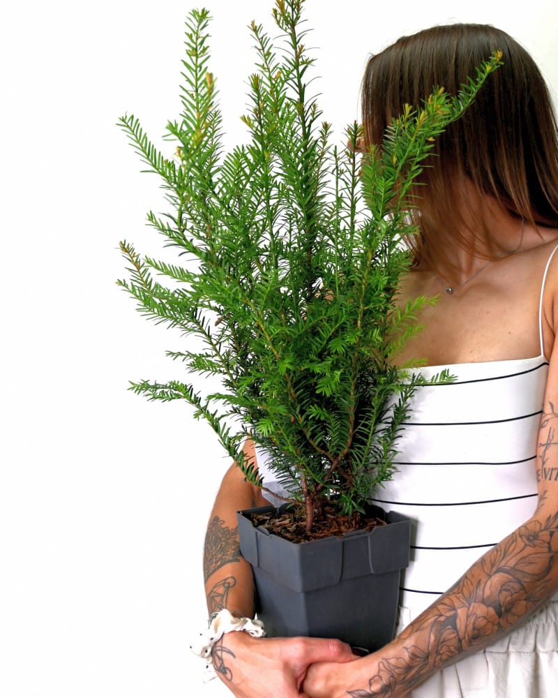 Taxus baccata, navadna tisa