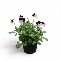 Viola tricolor var. hortensis, drobnocvetna mačeha