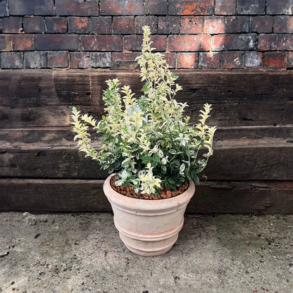 Japonski evonim v loncu,Euonymus Fortunei Harlequin