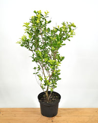 Ligustrum ovafolium, Jajčolistna kalina
