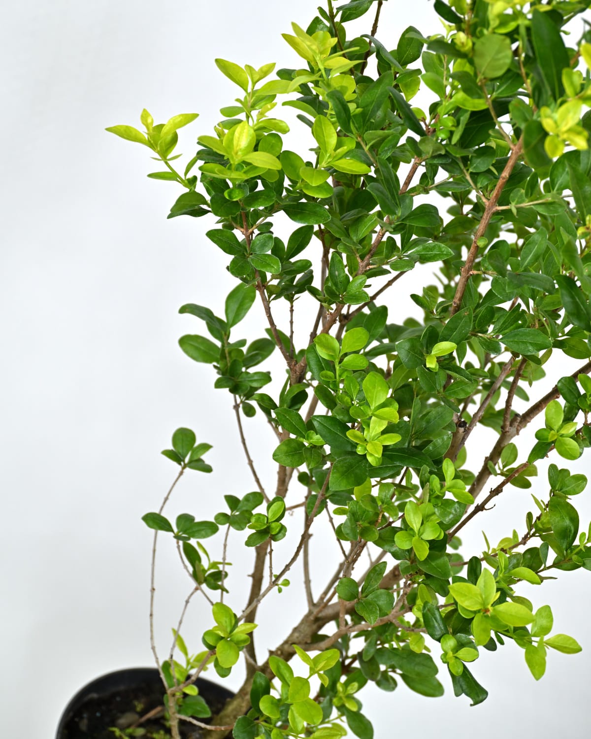 Ligustrum ovafolium, Jajčolistna kalina